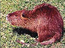 Nutria	