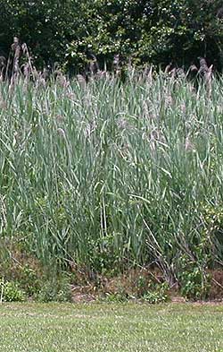 Phragmites