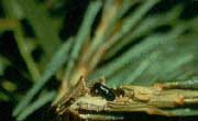 Pine Shoot Beetle