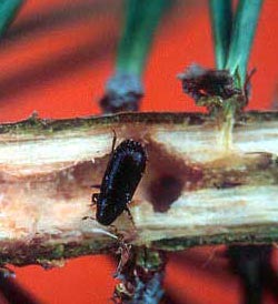 Pine Shoot Beetle