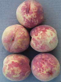 Plum Pox