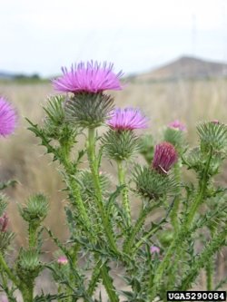 Plumeless Thistle