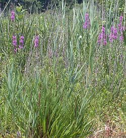 Purple Loosestrife