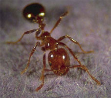 Red Imported Fire Ant