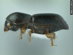 Redbay Ambrosia Beetle