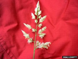 Reed Canarygrass1