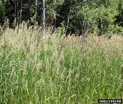 Reed Canarygrass2