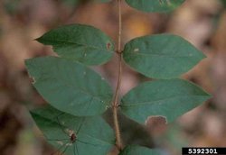 Standish's Honeysuckle