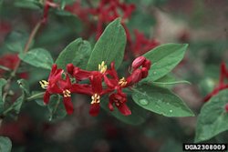 Tatarian Honeysuckle	