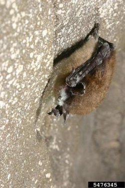 White-Nose Syndrome