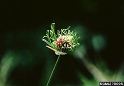 Wild Garlic2