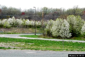 callery pear