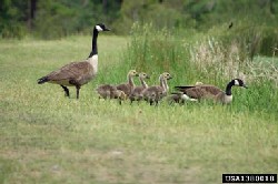 Canada geese