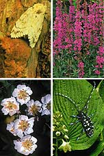 Photo of four invasive species