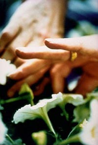 Gardener's hands on a domestic flower