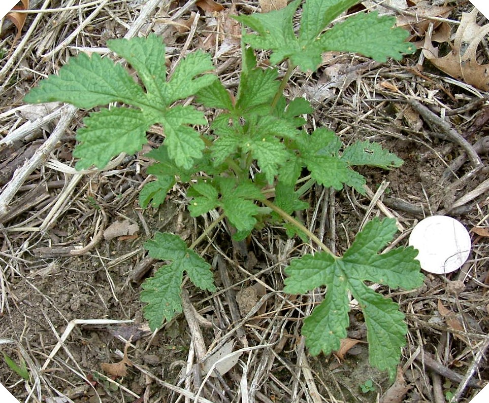 Japanese hops