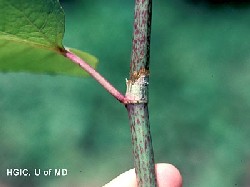 Japanese Knotweed ocrea