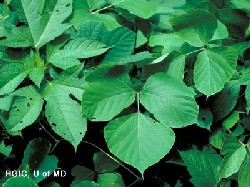 kudzu leaves