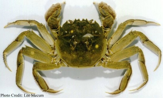 Chinese mitten crab