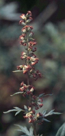 Mugwort Flower