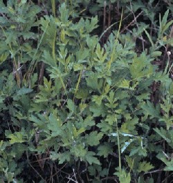 Mugwort Plant