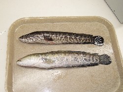 Northern Snakehead	