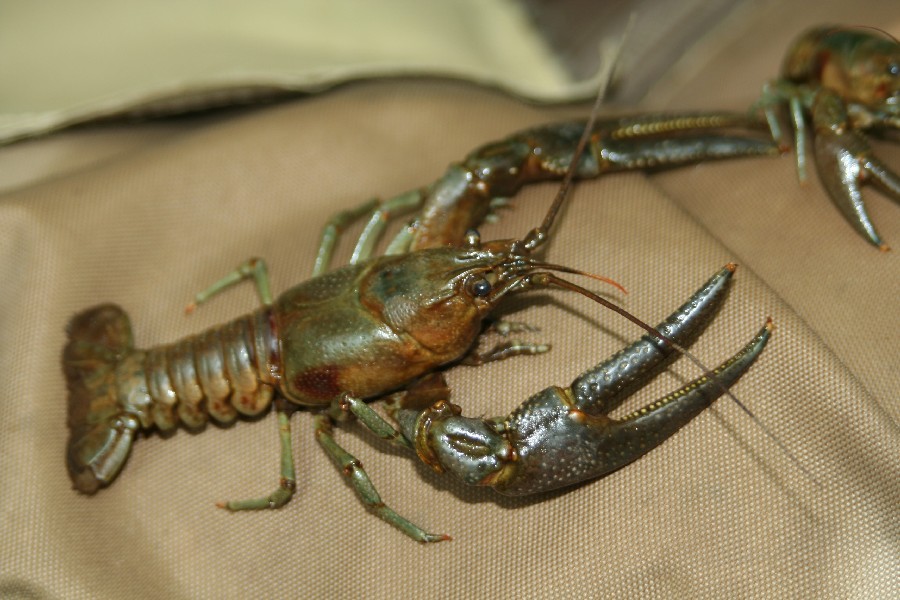 rusty crayfish