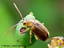 Viburnum leaf beetle