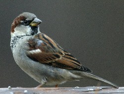 House Sparrow