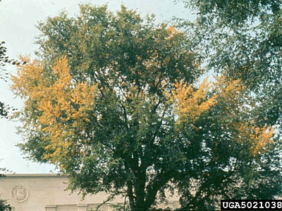 elm yellows