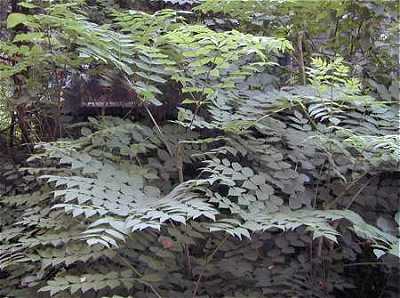 Japanese angelica tree