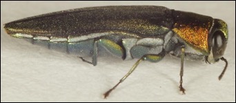 Agrilus smaragdifrons