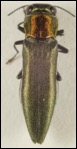 Agrilus smaragdifrons