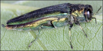 Agrilus planipennis