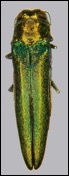 Agrilus planipennis