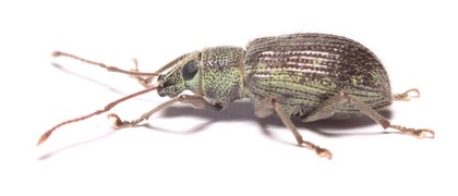 Asiatic oak weevil