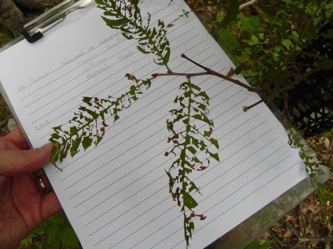 Asiatic oak weevil leaves