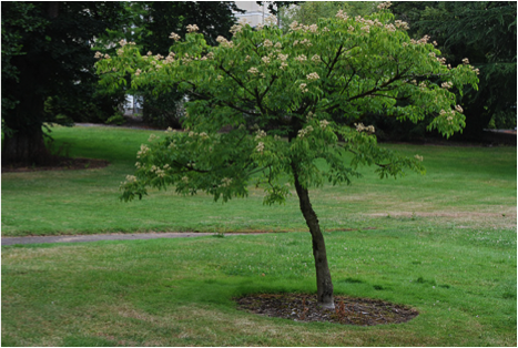 Bee bee tree