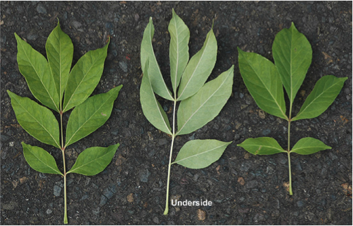 Bee bee tree leaves