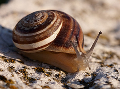 chocolate banded snail