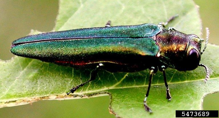 Emerald ash borer adult