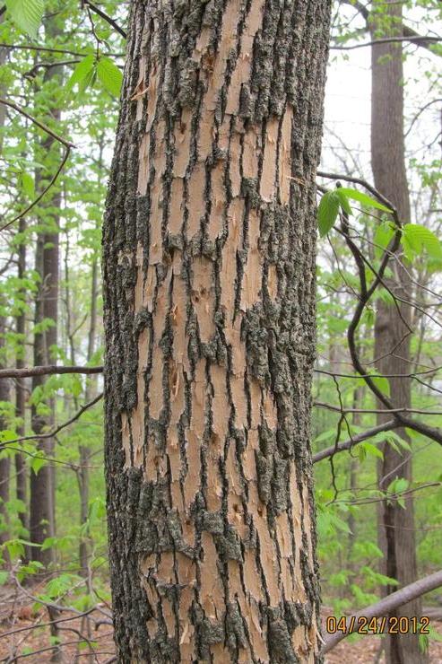 Emerald ash borer woodpecker damage