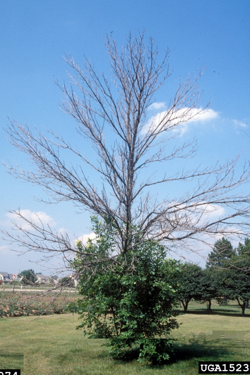 Emerald ash borer dieback