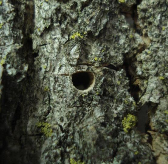 Emerald ash borer exit hole