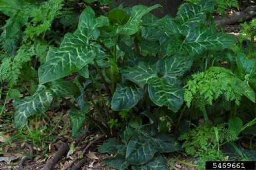 Italian Arum Leaves