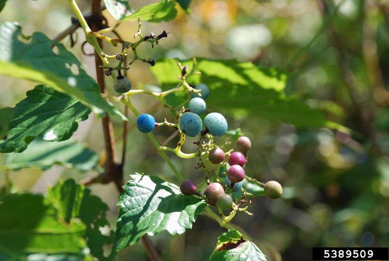 porcelainberry fruit