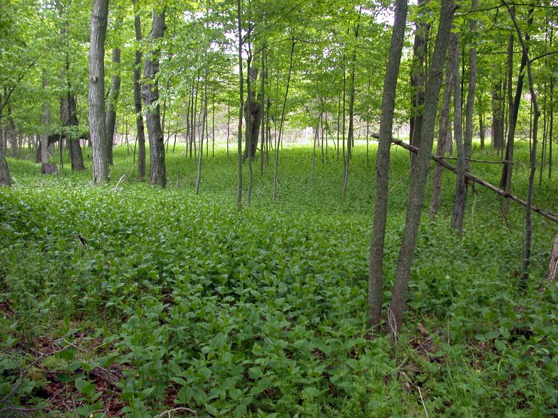 pale swallow-wort