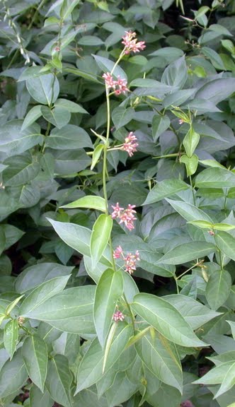 Pale swallow-wort