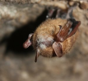 Tri-Colored Bat