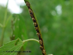 VLB egg masses